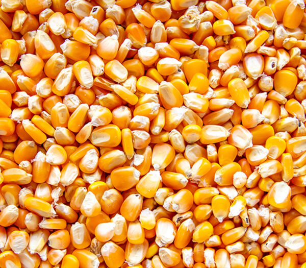 Yellow Corn / Maize