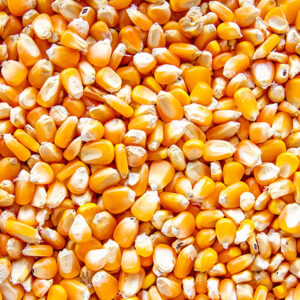 Yellow Corn / Maize