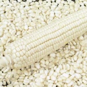 White Corn (Maize)